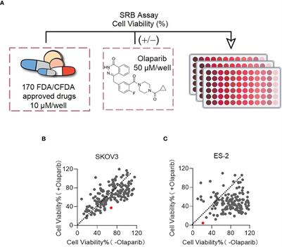 Combined treatment of disulfiram with PARP inhibitors suppresses ovarian cancer